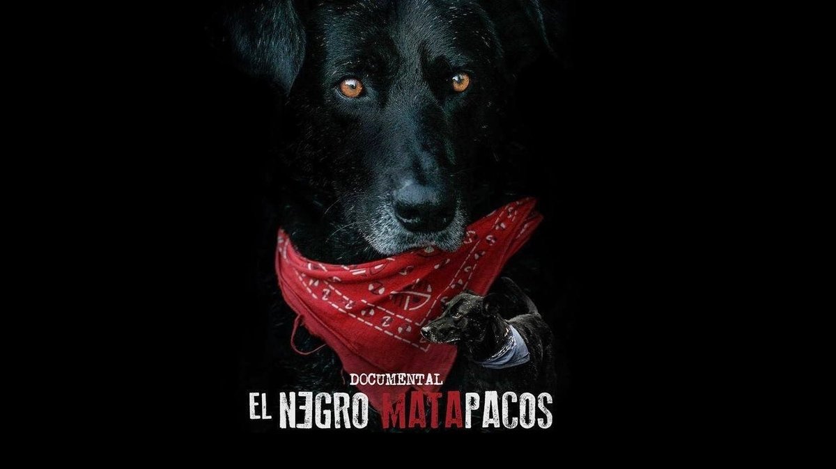  Mira aquí el documental sobre el perro Negro Matapaco